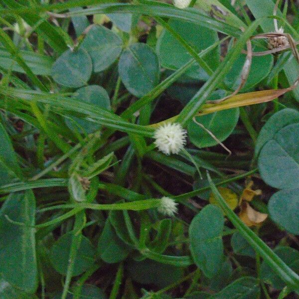 Kyllinga brevifolia Λουλούδι