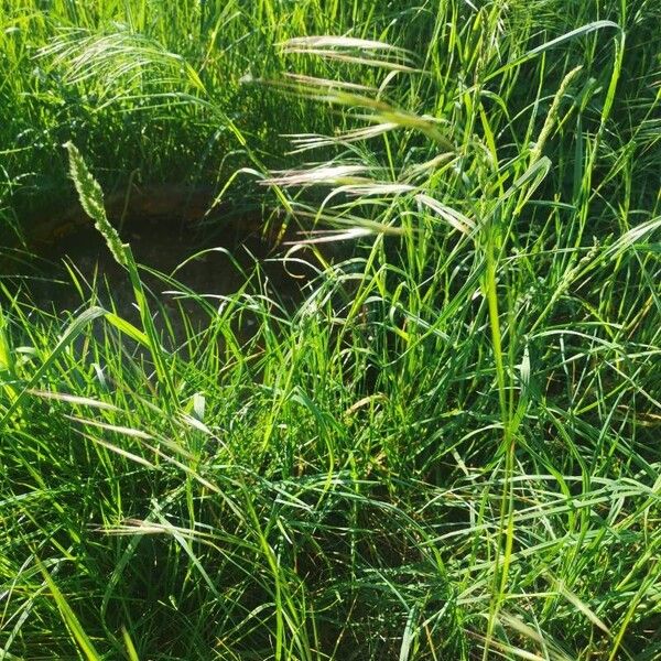 Bromus sterilis Leaf