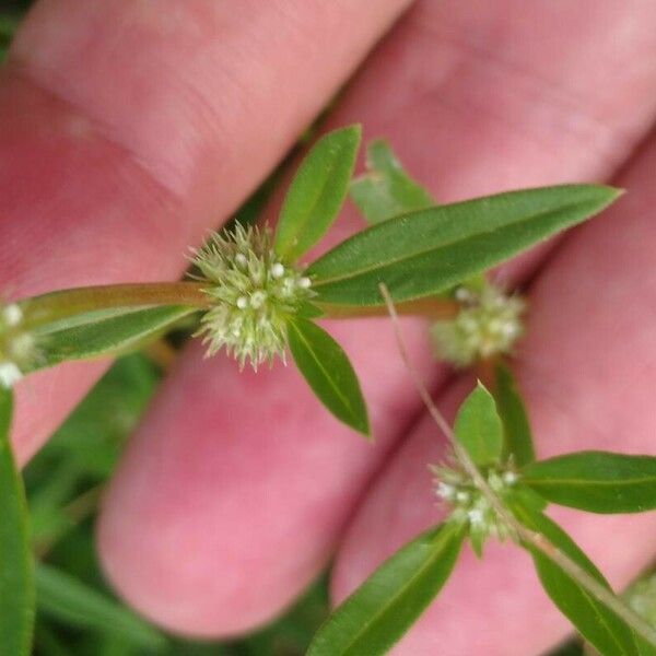 Spermacoce prostrata Flower