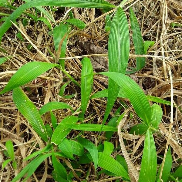 Setaria palmifolia Leaf