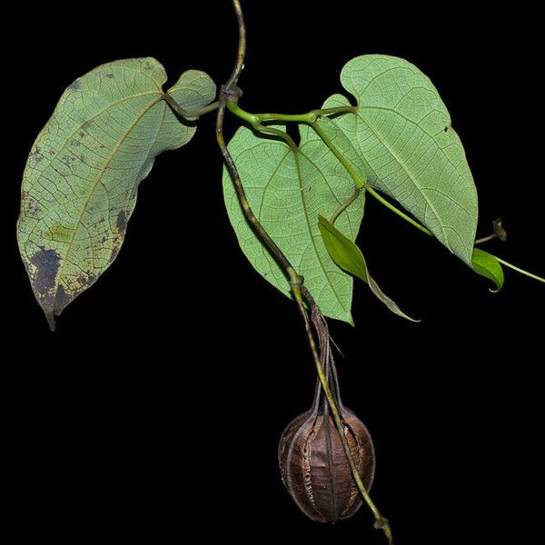 Aristolochia maxima Flower