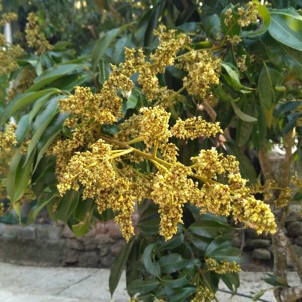 Litchi chinensis Flower