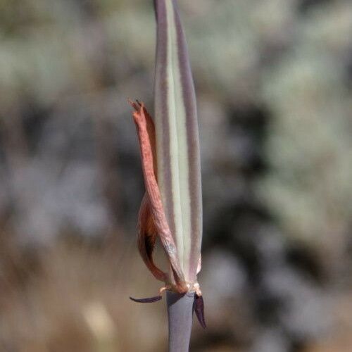 Calochortus kennedyi Fruit