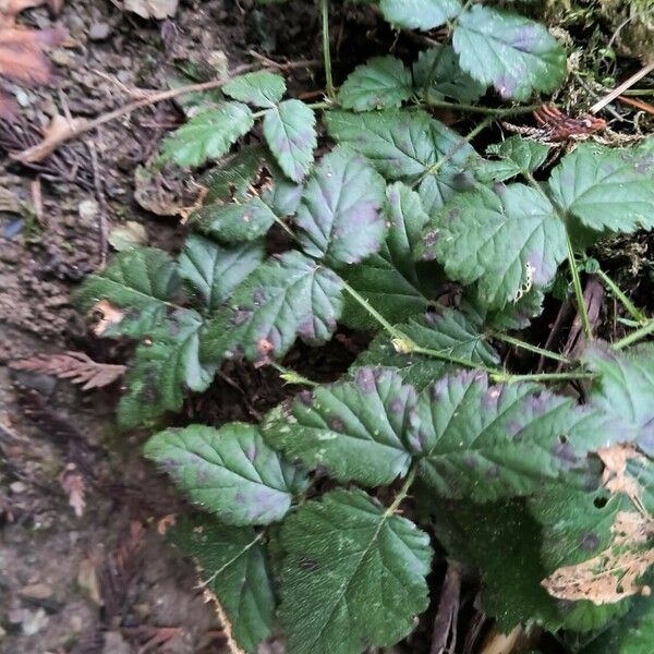 Rubus ursinus Leaf