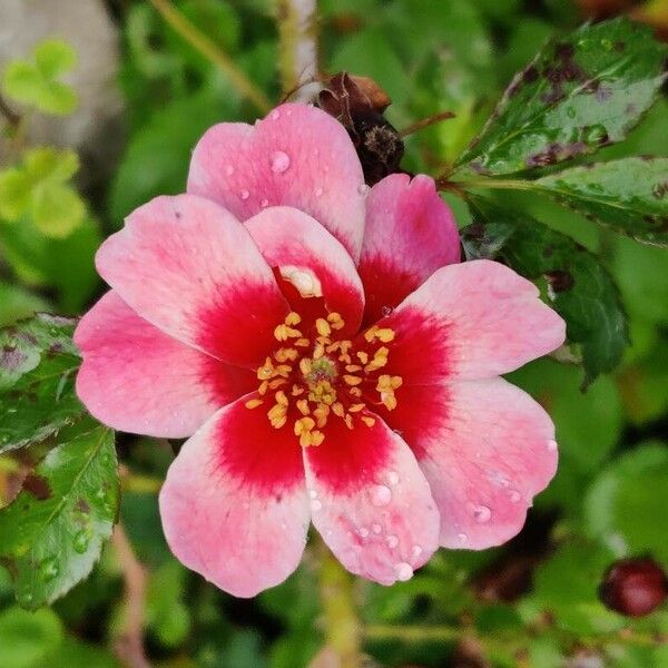 Potentilla nepalensis Квітка