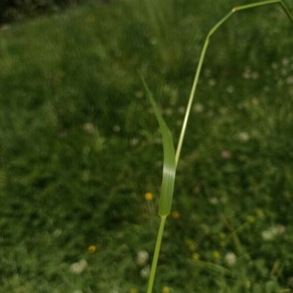 Lolium arundinaceum Leaf