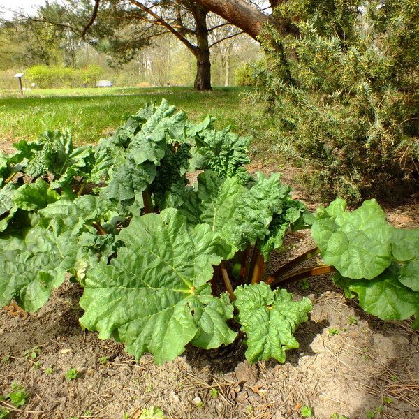 Rheum palmatum عادت