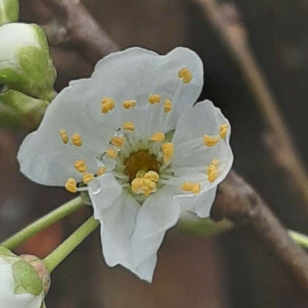 Prunus domestica Blomma