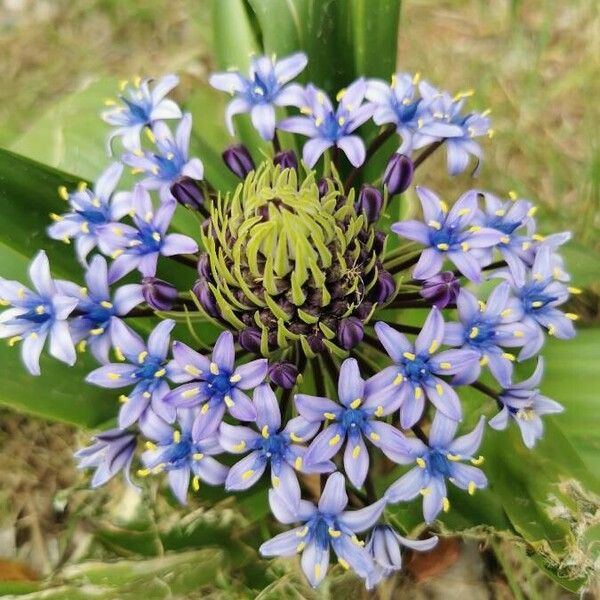 Scilla peruviana Цвят