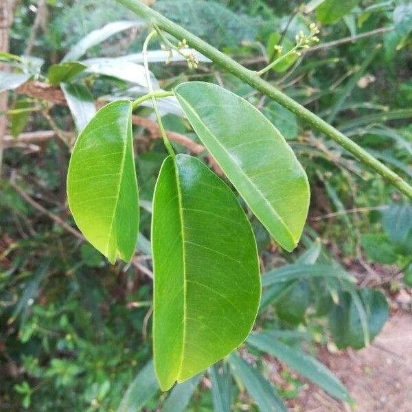 Derris trifoliata Leaf