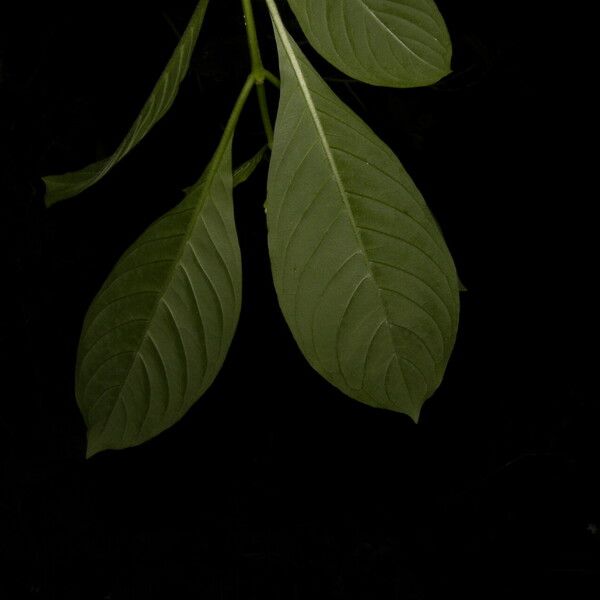 Psychotria microdon Kvet