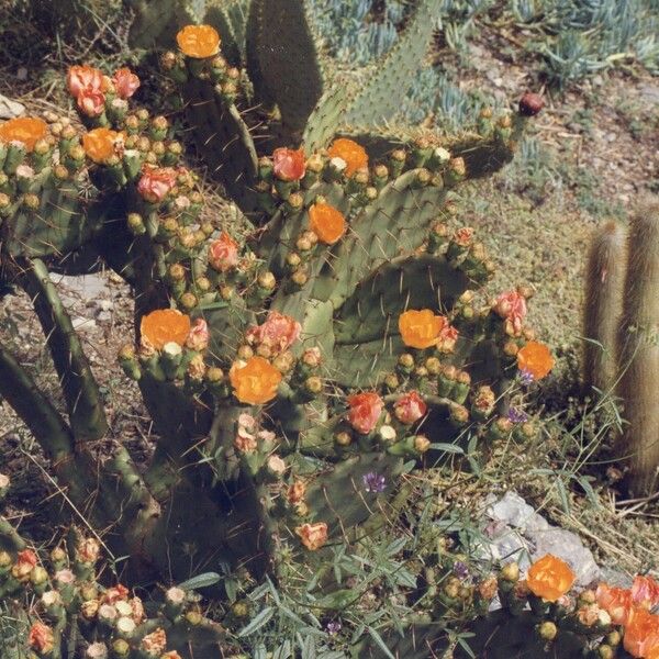 Opuntia ficus-indica Floare