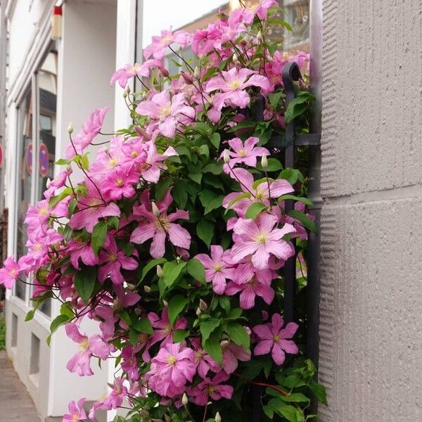 Clematis viticella Flower