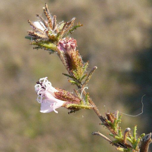 Calycadenia multiglandulosa Flor