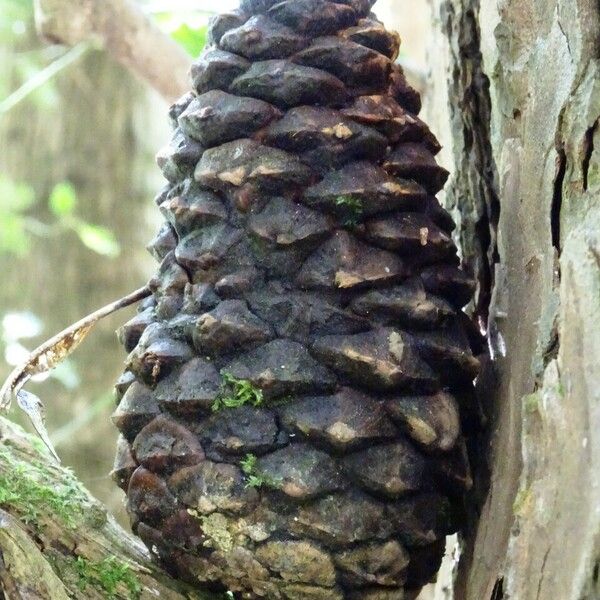 Pinus pinaster ഫലം