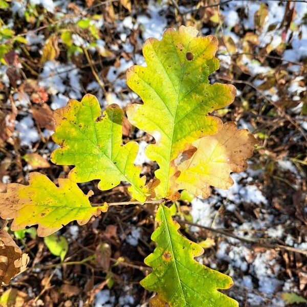 Quercus macrocarpa Levél