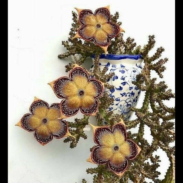 Edithcolea grandis Flower