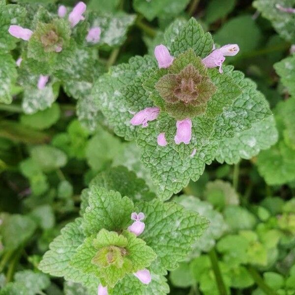 Lamium purpureum Flower