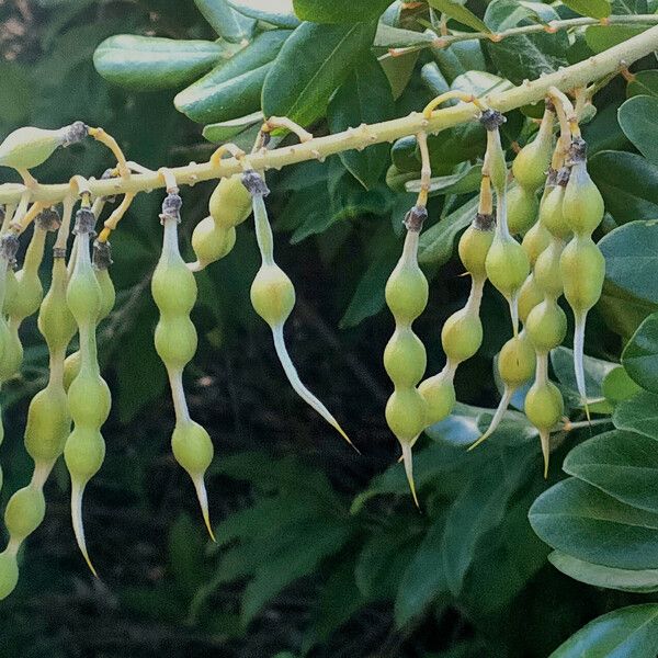 Sophora tomentosa Fruit