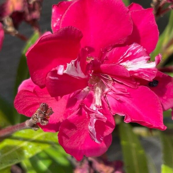 Nerium oleander Fiore