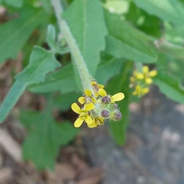 Sisymbrium officinale Flor