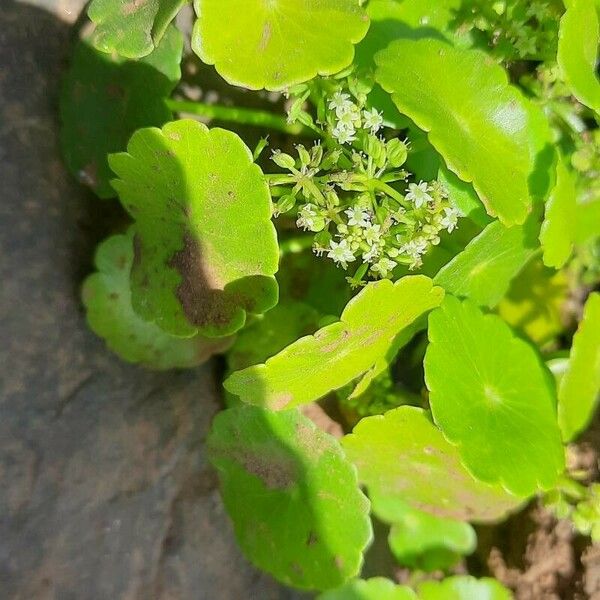 Hydrocotyle verticillata Blad