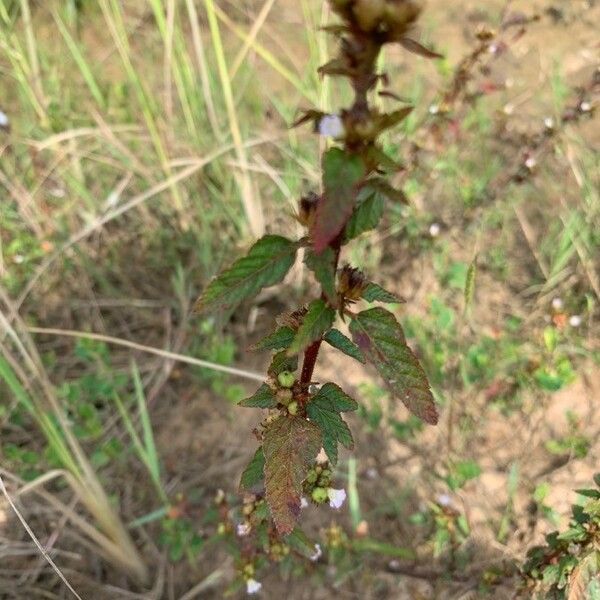 Melochia corchorifolia Yeri