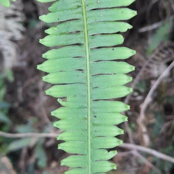 Dicranopteris flexuosa Leaf