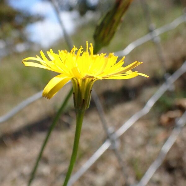 Hypochaeris radicata Flower