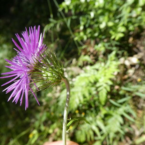 Galactites tomentosus Blomma