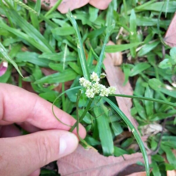 Cyperus luzulae Flower