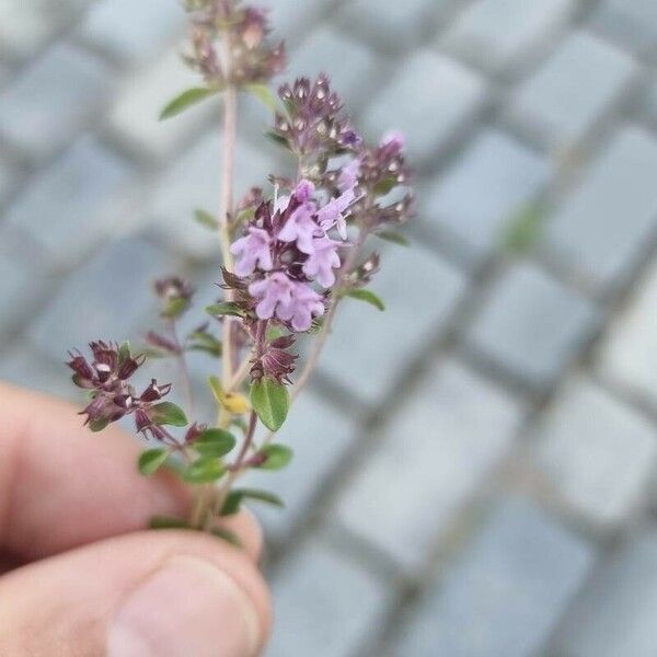 Thymus serpyllum Fiore