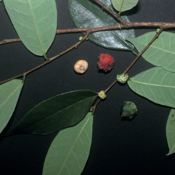 Brosimum guianense Fruit