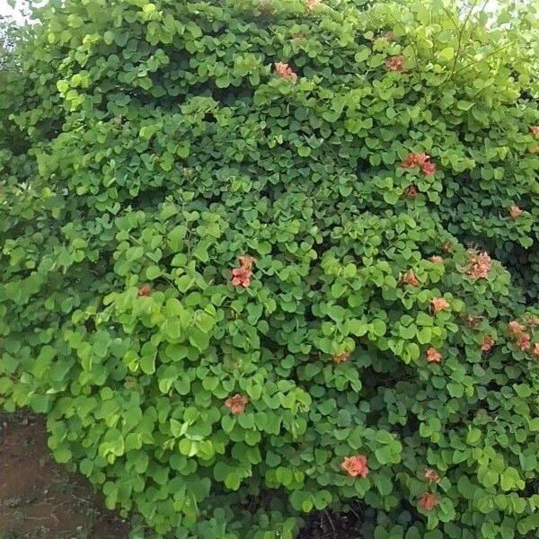 Bauhinia galpinii Habit