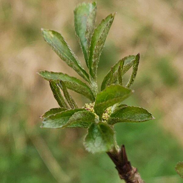 Sambucus racemosa ഇല