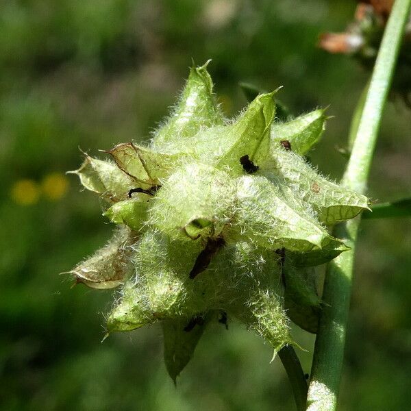Trifolium resupinatum Owoc