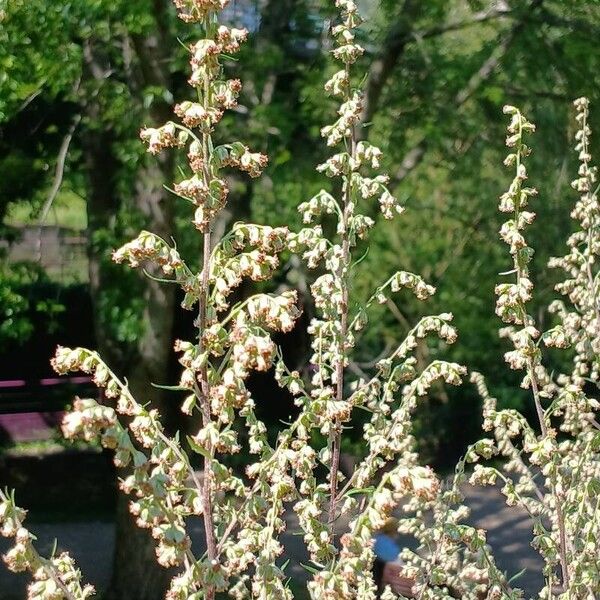 Artemisia vulgaris फूल