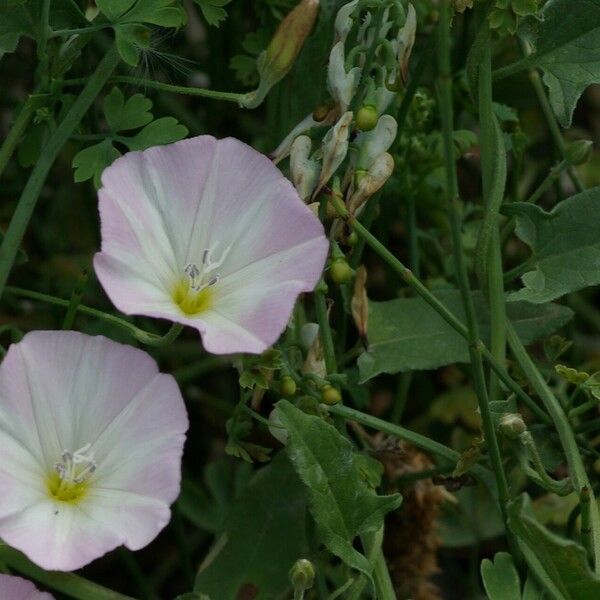 Convolvulus arvensis Flor