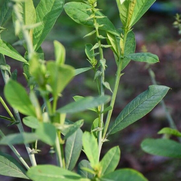 Crotalaria spectabilis Агульны выгляд