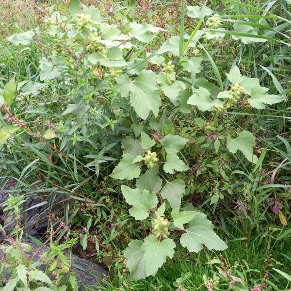 Xanthium strumarium موطن