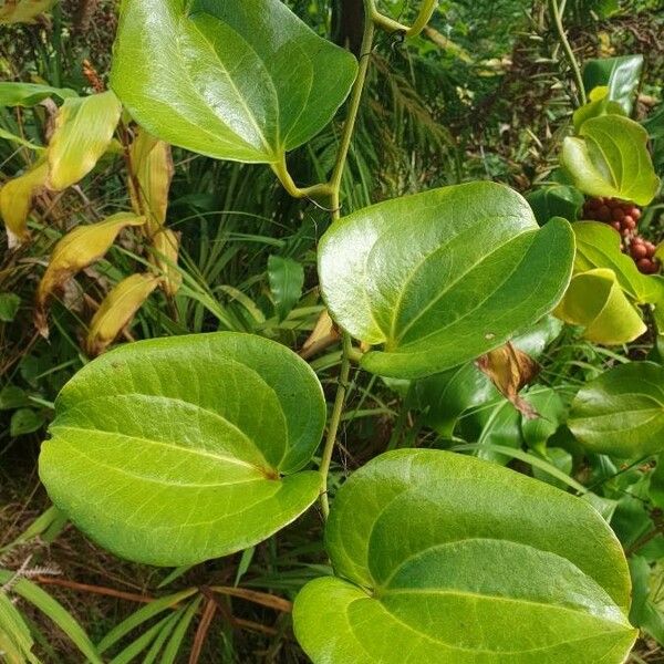 Smilax rotundifolia ᱥᱟᱠᱟᱢ