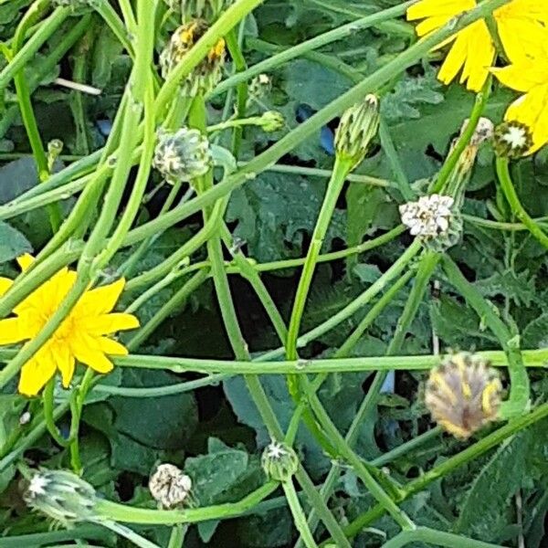 Scorzoneroides autumnalis Ŝelo