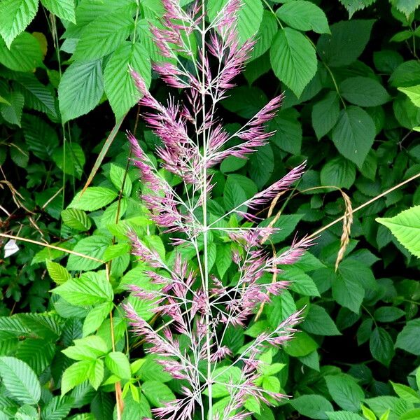 Poa trivialis Flor