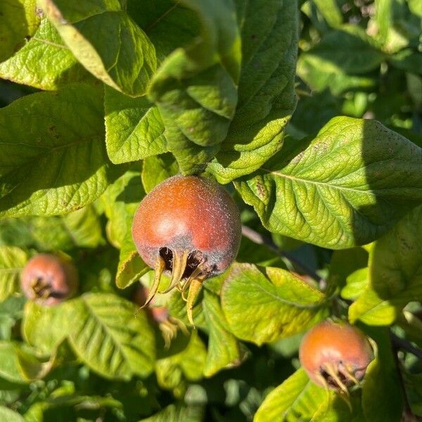 Crataegus germanica Fruit