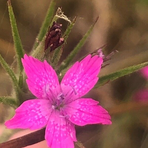 Dianthus armeria Fiore