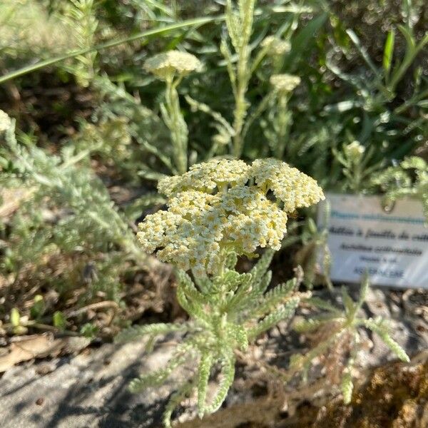 Achillea crithmifolia Flor