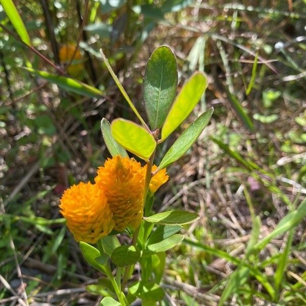 Polygala lutea Flor