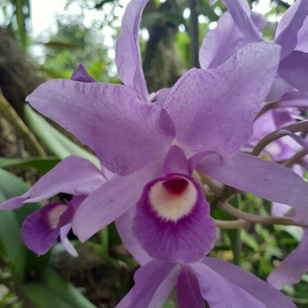 Guarianthe skinneri Flower