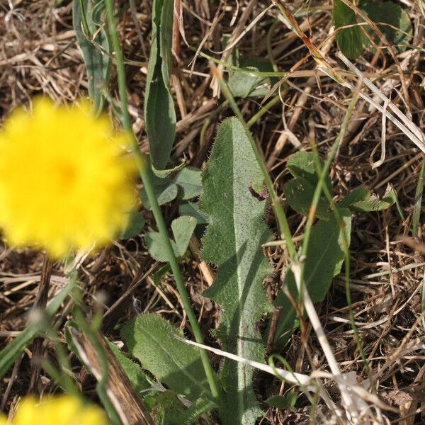 Hypochaeris radicata Leaf