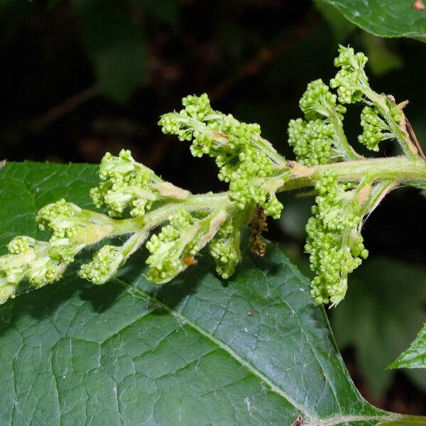 Hydrangea quercifolia 花